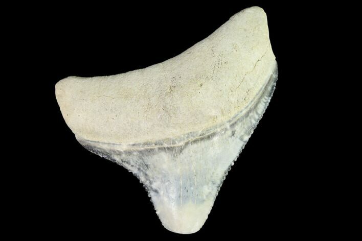 Fossil Megalodon Tooth - Florida #108386